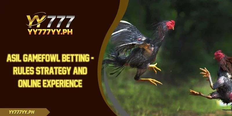 Asil Gamefowl Betting - Rules Strategy And Online Experience