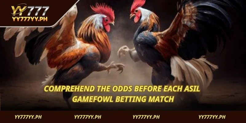 Comprehend the odds before each Asil Gamefowl betting match