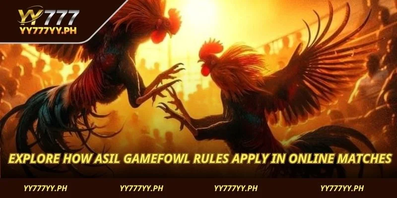  Explore how Asil Gamefowl rules apply in online matches