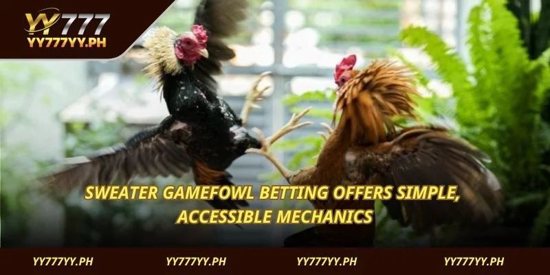 Sweater Gamefowl betting offers simple, accessible mechanics