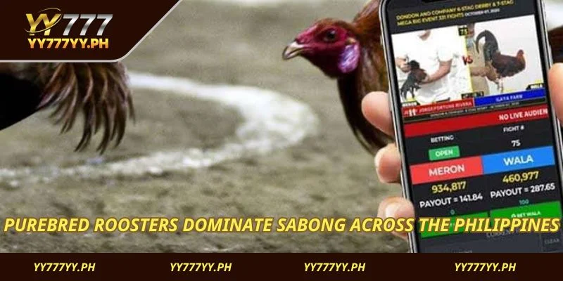 Purebred roosters dominate sabong across the Philippines